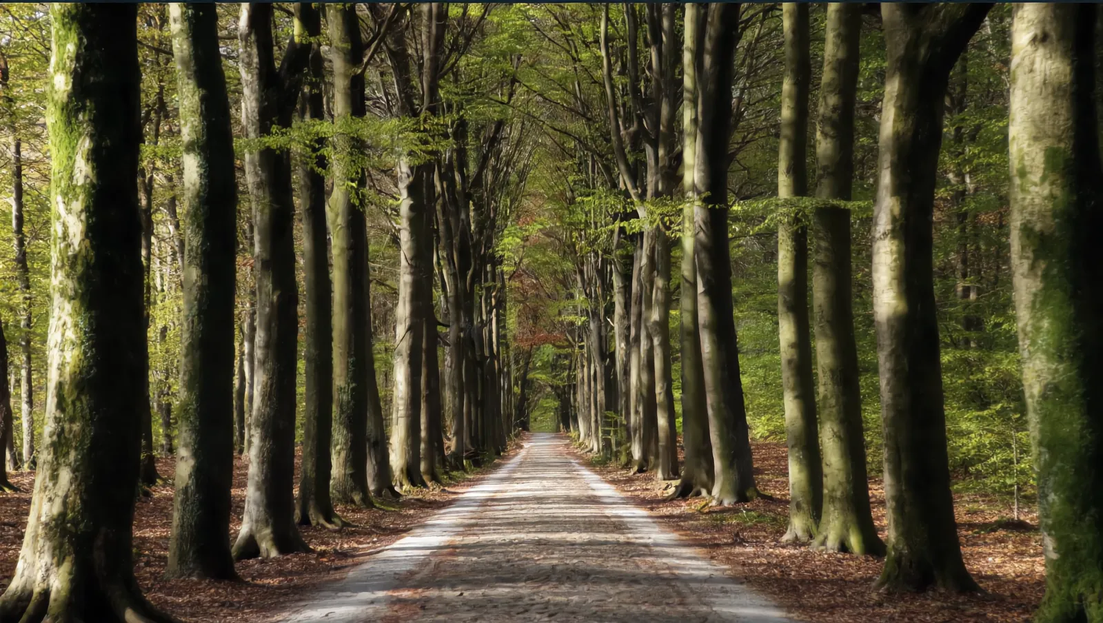 A long empty road running through tall green trees in warm natural daylight.
